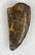 Raptor Tooth From Morocco - #22994-1